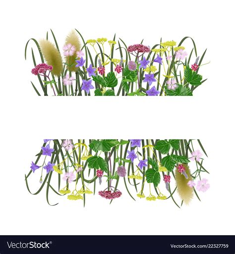 template   herbs royalty  vector image