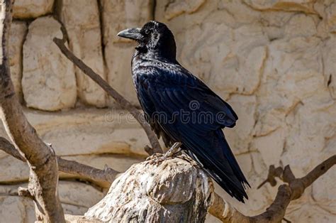 Black Crow Standing On A Branch Of A Naked Tree In Greek Wilderness Beautiful Bird Stand