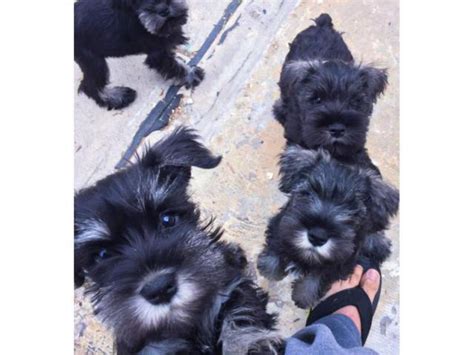 AKC registered mini schnauzer puppies in CA Fresno - Puppies for Sale ...