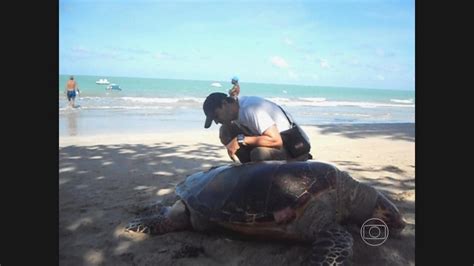 Tartaruga Encontrada Morta No Litoral Norte De Pernambuco Bom Dia