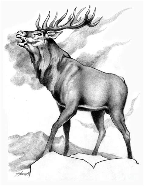 Stag Drawing At Explore Collection Of Stag Drawing