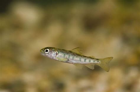 Identifying Atlantic Salmon Baggot Rawners Kelts Springers Parr Smolt