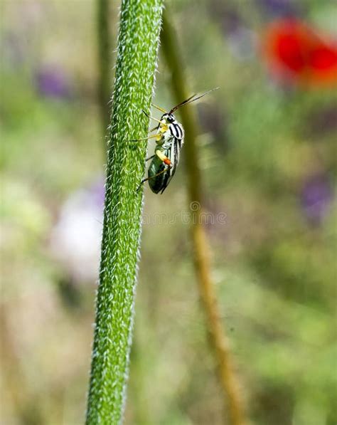 Insect On A Straw Stock Photo Image Of Beautiful Natural 118947292