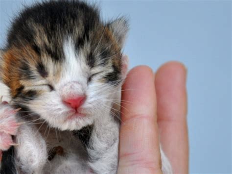 C Mo Alimentar A Un Gato Beb Pasos Para Salvarle La Vida