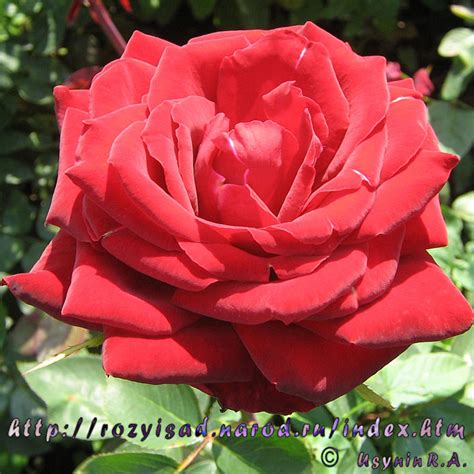 Розы и Сад (фото розы, розы открытки, цветы розы открытки фото ...