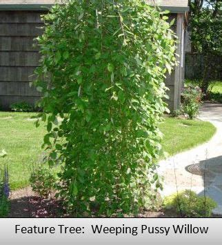 A Guide To Northeastern Gardening Weeping Pussy Willow Feature Spring Blooming Tree