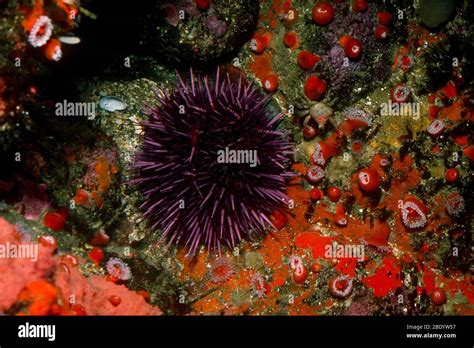 Purple Sea Urchin Stock Photo Alamy
