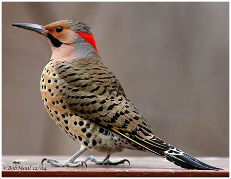 Northern Flicker Woodpecker