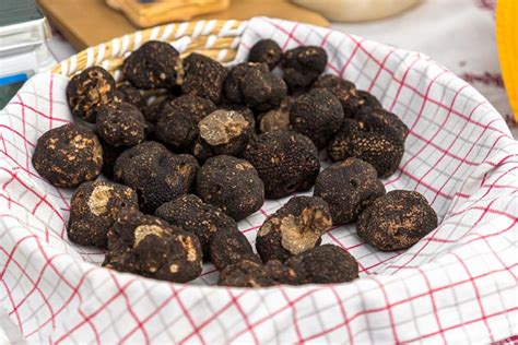 The truffle and its host, the oak tree - Tellerrand-Stories in English