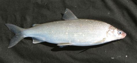 Белая Рыба Фото – Telegraph