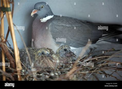 Pigeon Nest Hi Res Stock Photography And Images Alamy