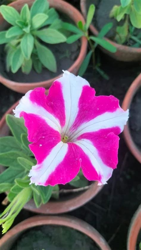 Red Natural Petunia Flower Plant At Rs 50piece In Rajarhat Gopalpur