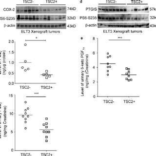 Tsc Negatively Regulates Cox Expression And Prostaglandin Production