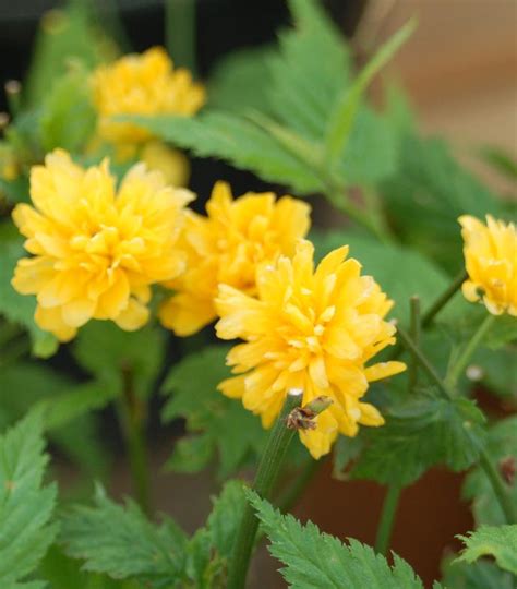 Kerria Japonica Pleniflora Japanese Kerria From Prides Corner Farms