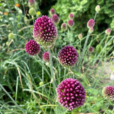 Allium sphaerocephalum 'Drumstick Allium' – Susie Ripley Gardening
