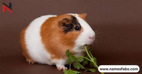 250 Cute Guinea Pig Names With Meaning Ai Generator