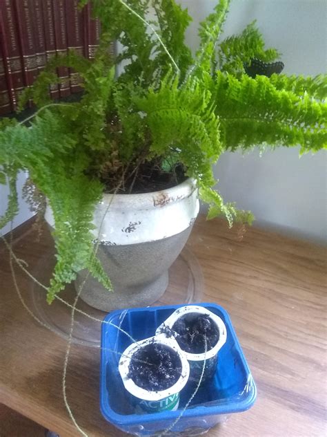 My mother's fern is putting out these strands, can anyone tell me what