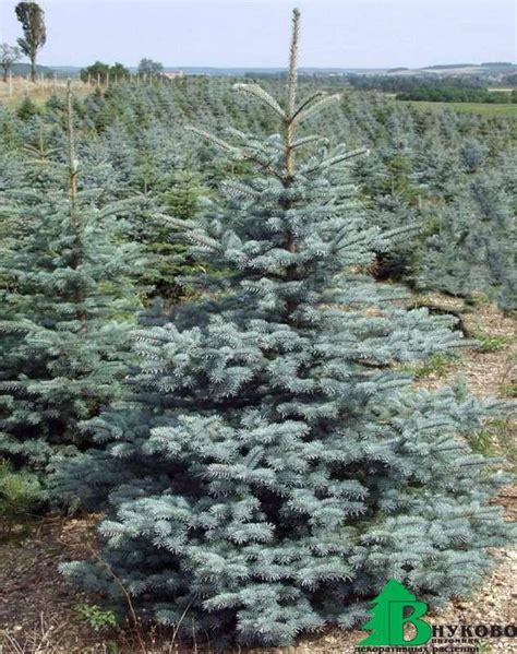 Ель колючая голубая "Кэйбаб" (Picea pungens Glauca Kaibab) - Хвойные ...