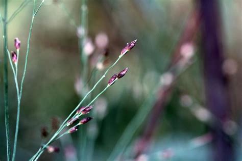 Panicum Virgatum Hot Rod Switch Grass Garden Center Marketing