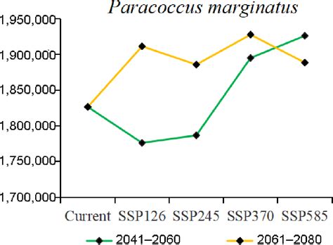 Figure 6 From Potential Global Distribution Of Paracoccus Marginatus
