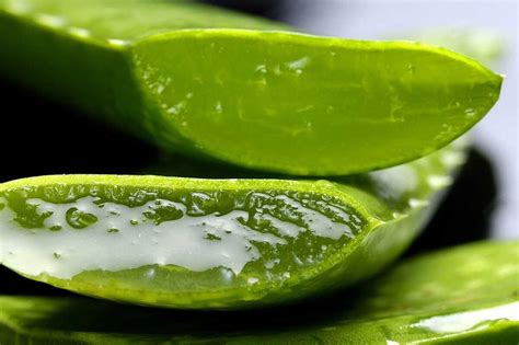 Cómo usar aloe vera en tratamientos para la caída del cabello