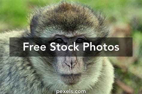 Monkey Face Texture Photos, Download The BEST Free Monkey Face Texture ...