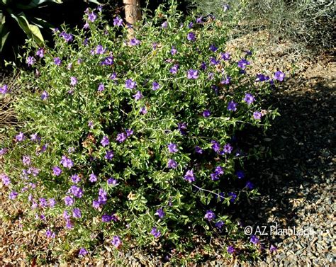 Plant Of The Month Desert Ruellia Water Use It Wisely