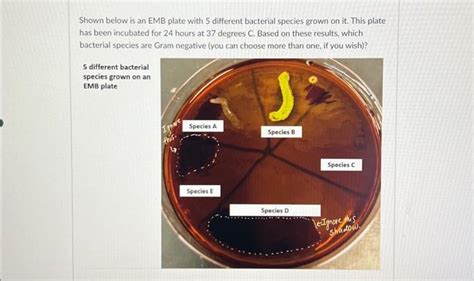 Solved Shown below is an EMB plate with 5 different | Chegg.com