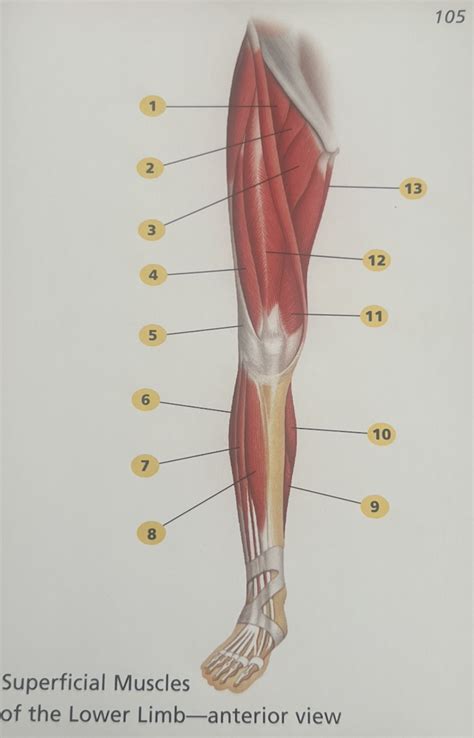 Anterior Lower Limb Part Diagram Quizlet