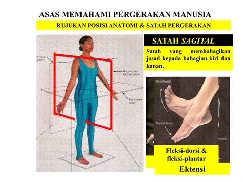 Anatomy Musculoskeletal Pengenalan Satah Ppt