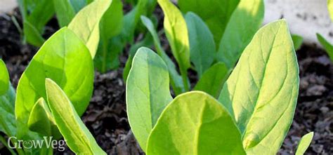 Getting A Good Stand Of Garden Spinach