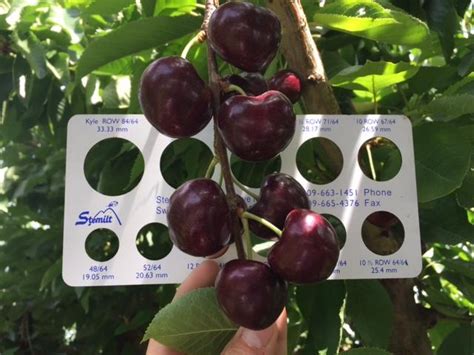 An Early End For Northwest Cherries To China This Year Produce Report