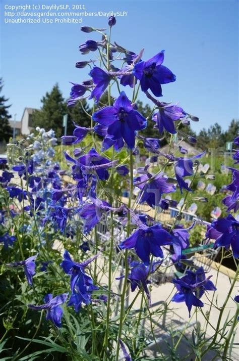 PlantFiles Pictures: Delphinium, Belladonna Delphinium 'Volkerfrieden ...