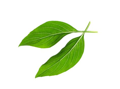 Matcha Leaves Stock Photos Images And Backgrounds For Free Download