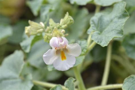 Common Devils Claw Stock Photo Image Of Botany Unicorn 347013628