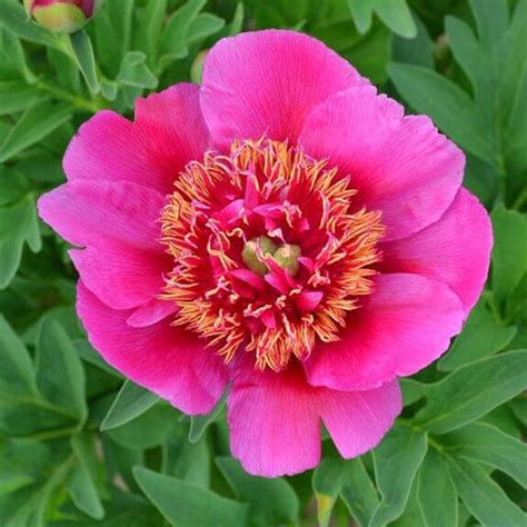 Питомник растений "Урожай" Вологда - Пион лекарственный Анемонефлора