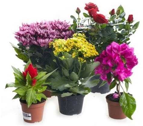 Каталог комнатных растений с названиями и фото | Купить домашние цветы ...