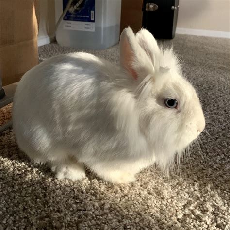 can rabbit biting fast 3