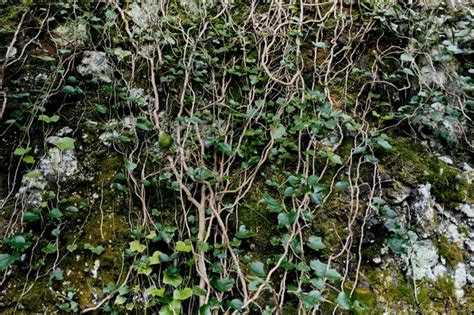 Premium Photo Vine On Wall
