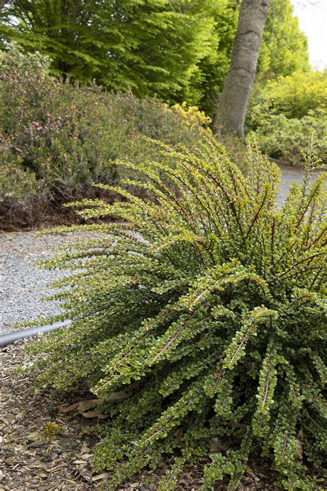 Tom Thumb Cranberry Cotoneaster, Cotoneaster apiculatus 'Tom Thumb'