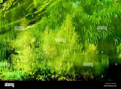 Trees Bushes And Weeds On The River Bank Reflect In The Rippling Water