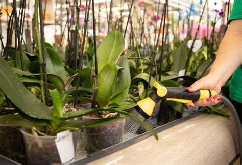 How to Water Orchids? | A Detailed Guide - School of Garden