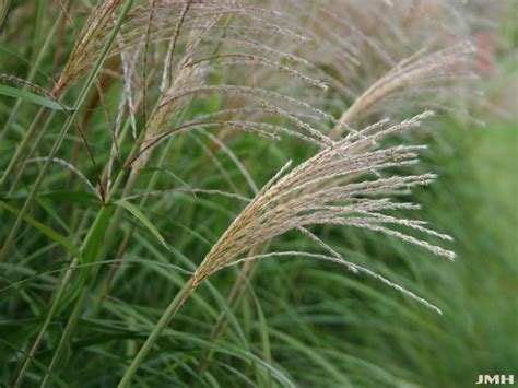 Chinese Silver Grass The Morton Arboretum