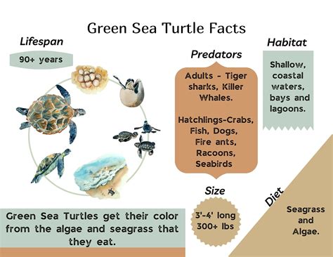 Turtle Facts For Kids Sea Turtle Facts Reptiles Facts Green Sea