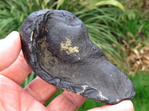 Miocene Whale Ear Bone Fossil 8