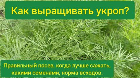 Как вырастить укроп? Посев укропа в открытый грунт? Как правильно ...