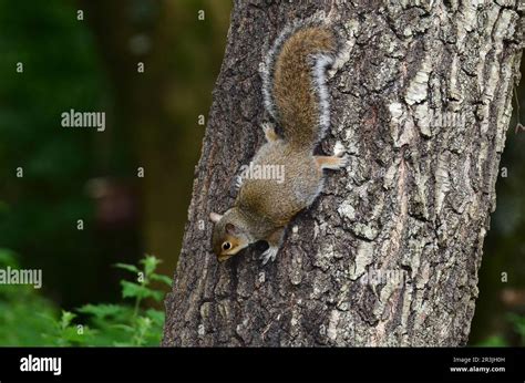 Juvenile Grey Squirrel Climbing Down Tree Trunk Stock Photo Alamy