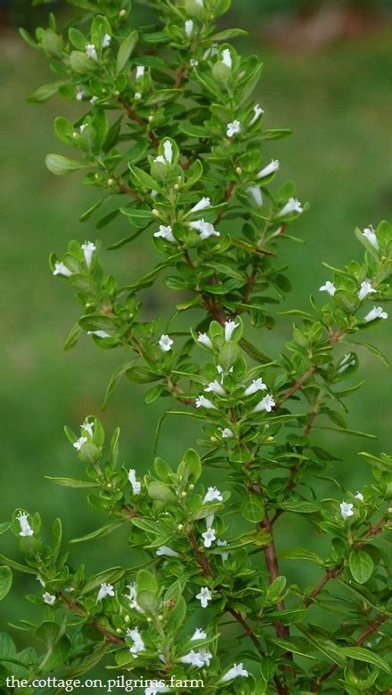 Cottage Life On Pilgrims Farm Jamaican Mint Tree Updated