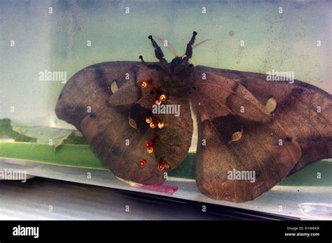 Silk Moth Eggs Hi Res Stock Photography And Images Alamy