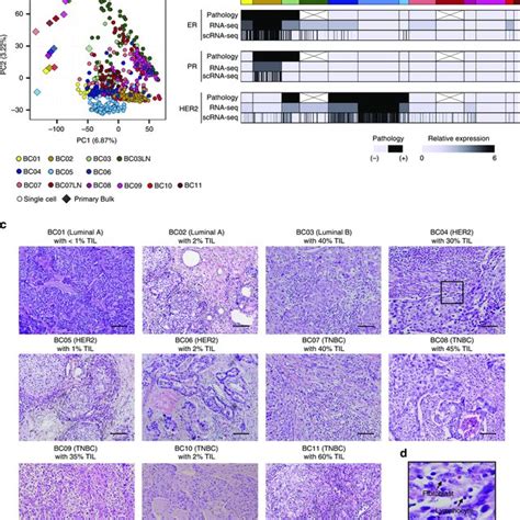 Pdf Single Cell Rna Seq Enables Comprehensive Tumour And Immune Cell